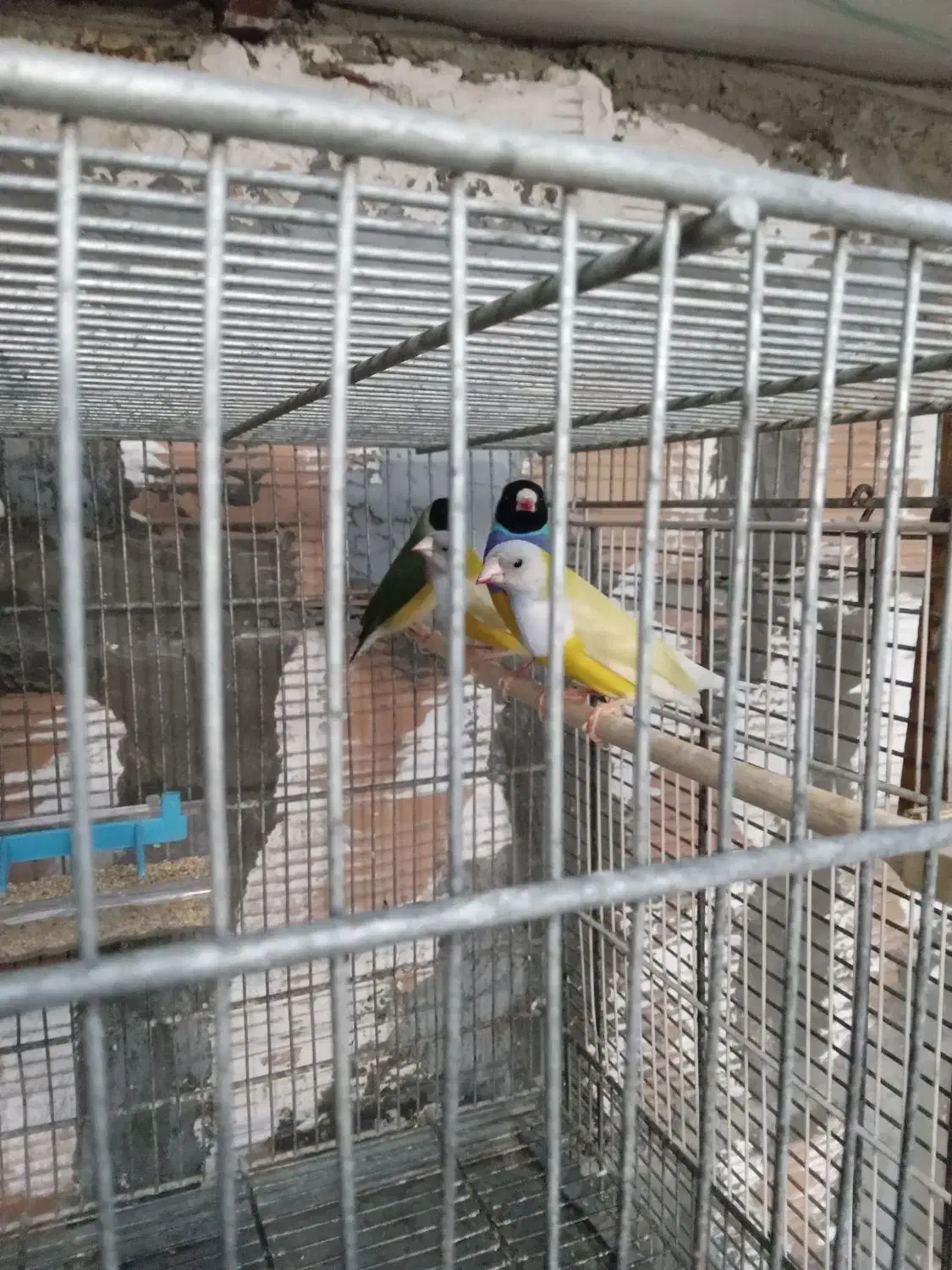 فنچ گلدین|پرنده|ساری, |دیوار