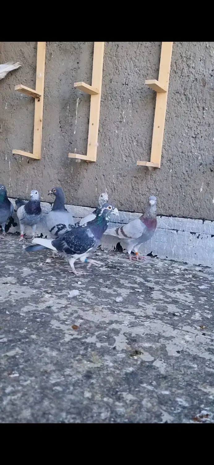 پرنده|پرنده|جغتای, |دیوار