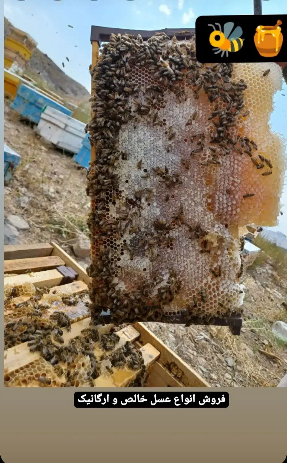 انواع عسلوژل رویال باکیفیت بالا وقیمت مناسب|خوردنی و آشامیدنی|کرمان, |دیوار