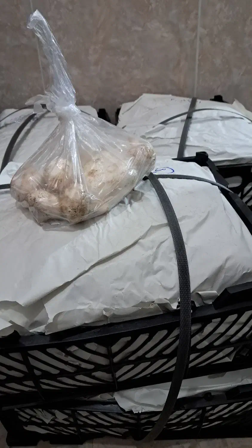 قارچ گلخونه ای|خوردنی و آشامیدنی|قم, کلهری|دیوار