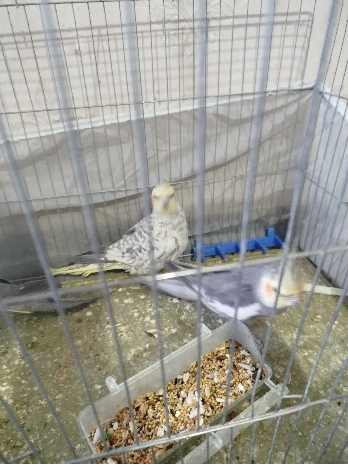 یک جفت عروس هلندی|پرنده|یزد, |دیوار