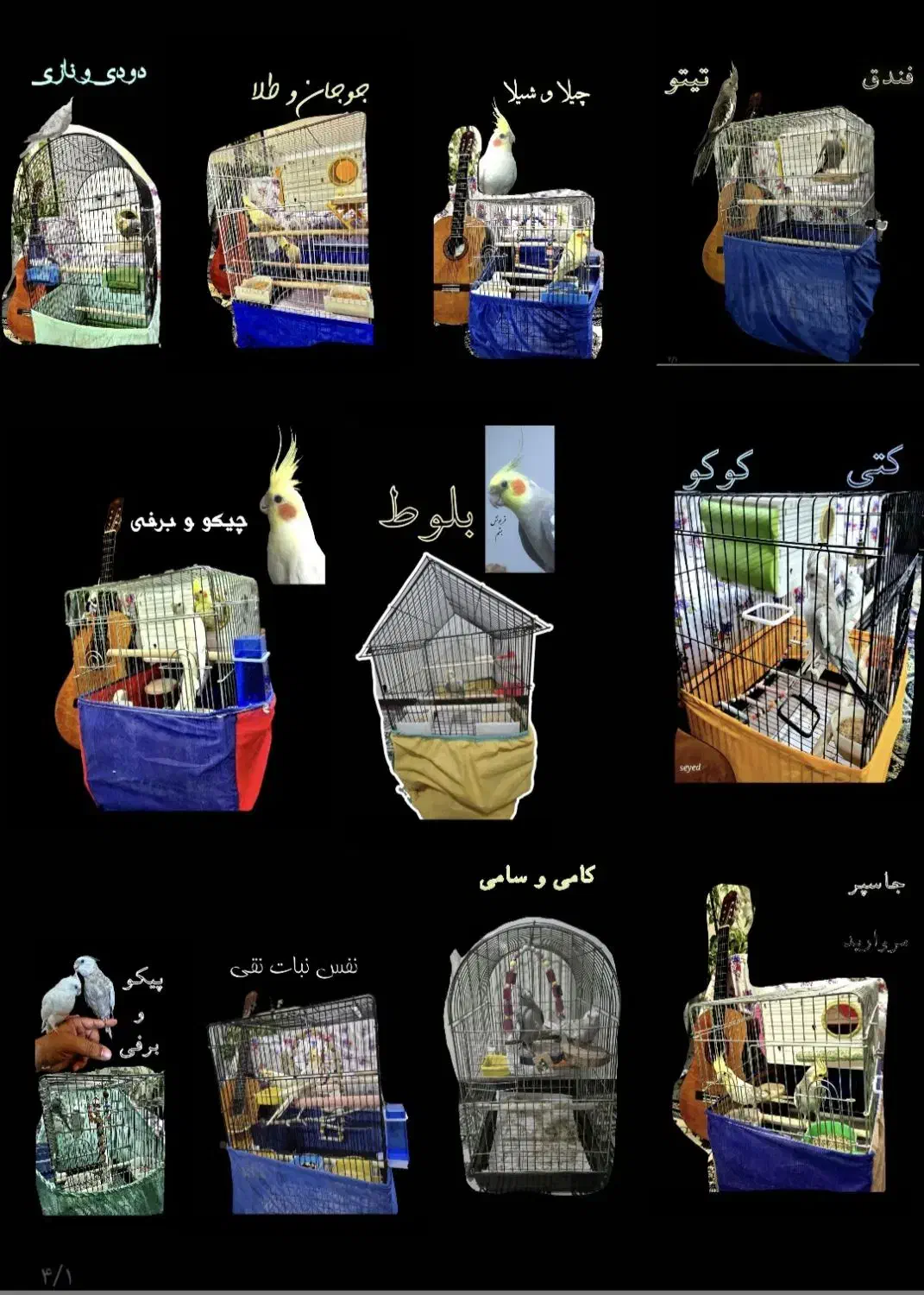 گالری عروس هلندی|پرنده|قم, پردیسان|دیوار