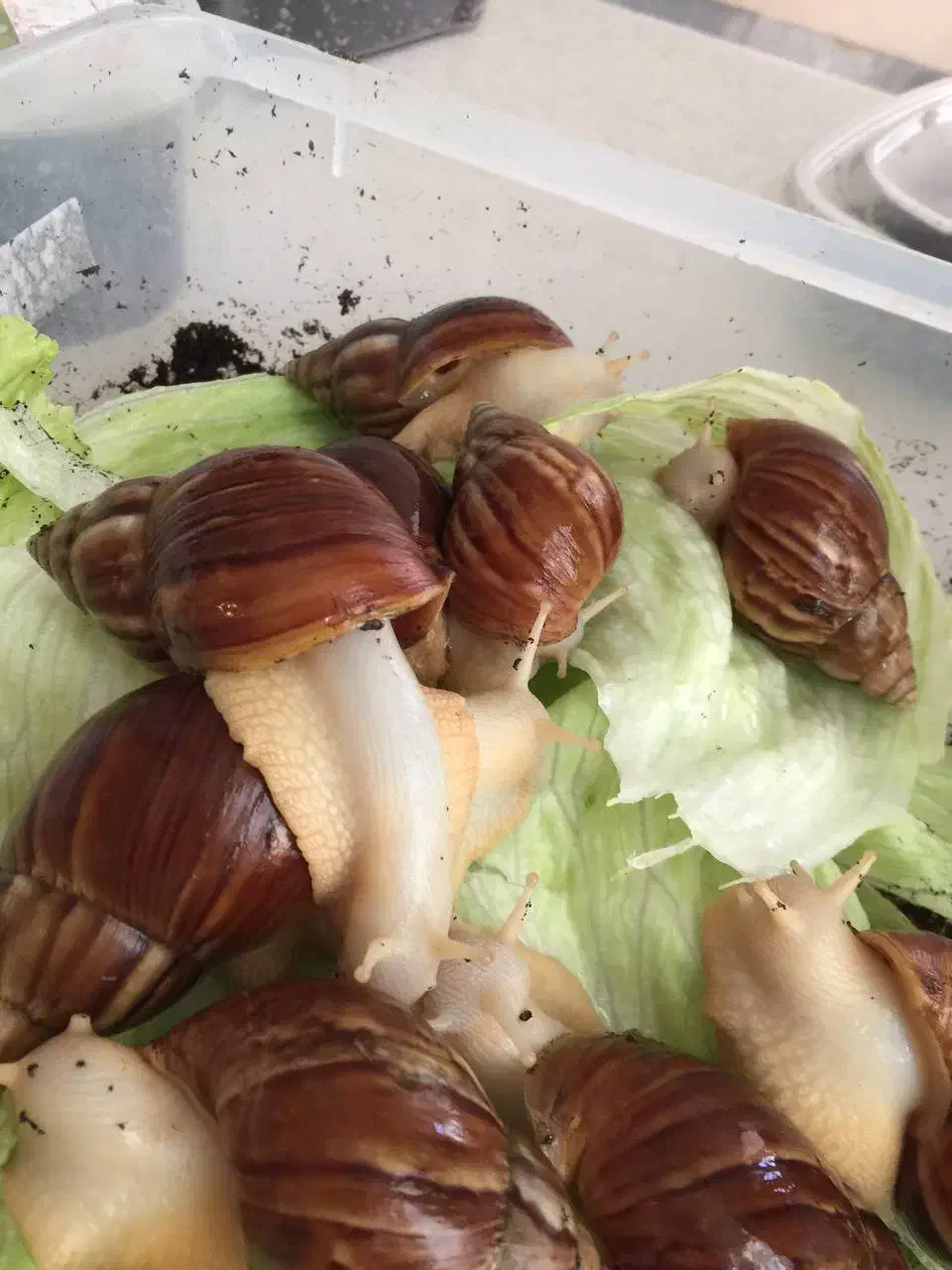 حلزون آفریقایی آچاتیا|خزنده|تهران, تهرانپارس غربی|دیوار