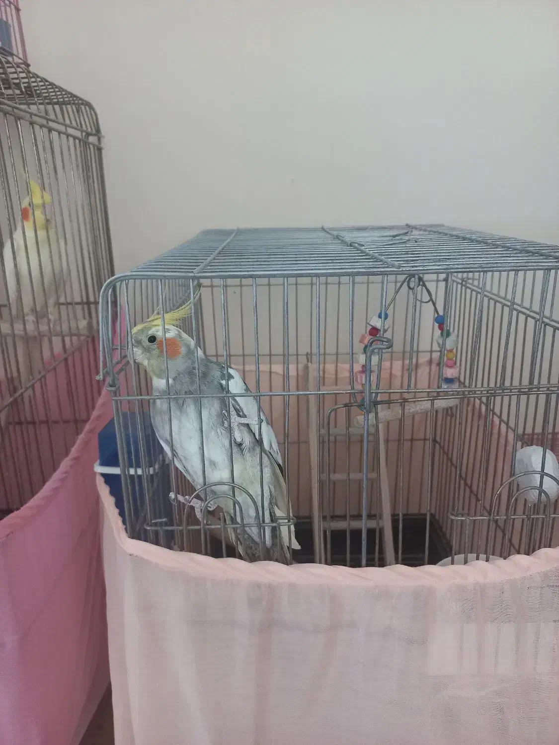 عروس هلندی سخنگو|پرنده|رودهن, |دیوار