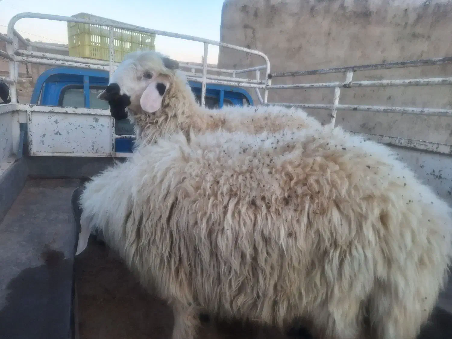 فروش ۷ راس بز و یک راس کولار ماده|حیوانات مزرعه|سرچهان, |دیوار