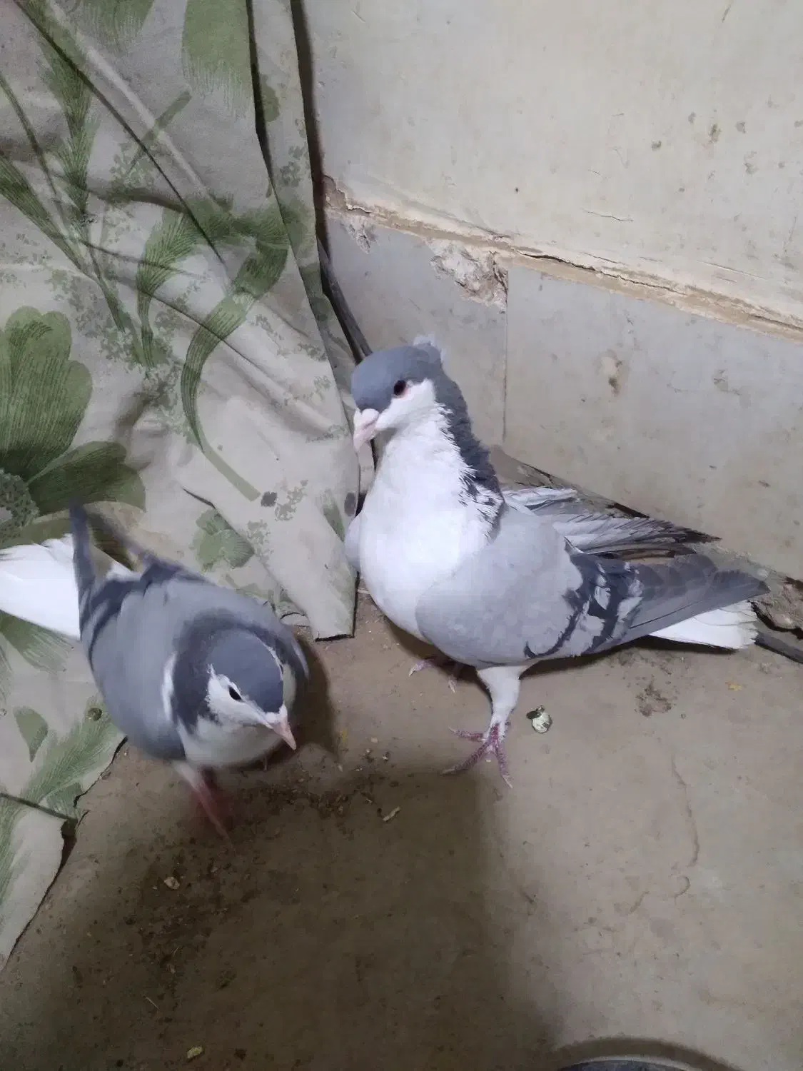 جفت دمگیر|پرنده|خمینیشهر, |دیوار