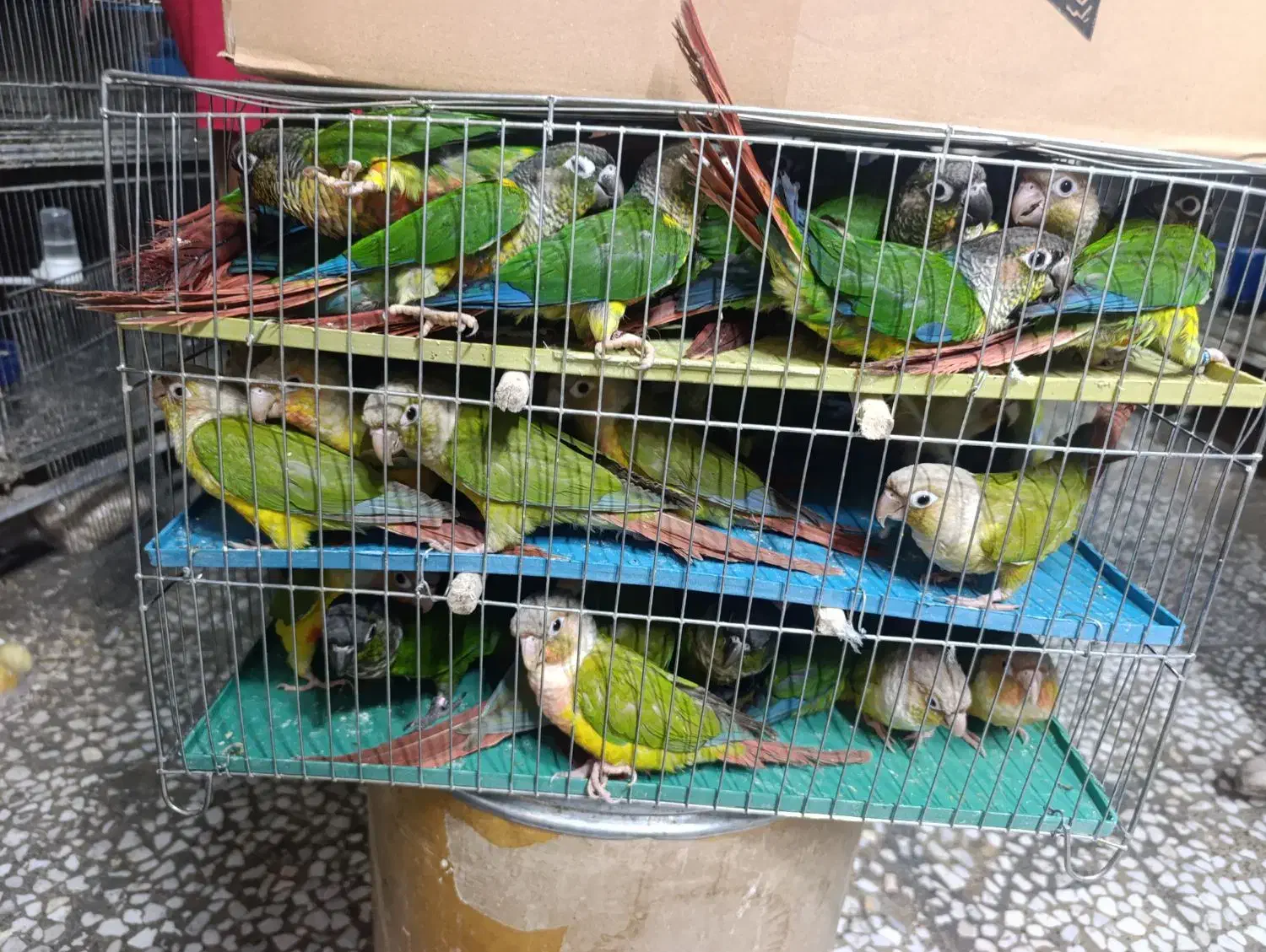 کواکر راهب گرین تعداد|پرنده|اصفهان, عطار نیشابوری|دیوار