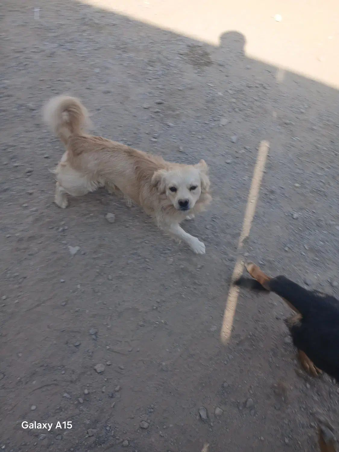 سه عدد سگ|سگ|یزد, |دیوار