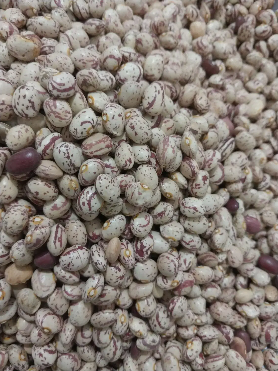 لوبیا چیتی|خوردنی و آشامیدنی|ایجرود, |دیوار