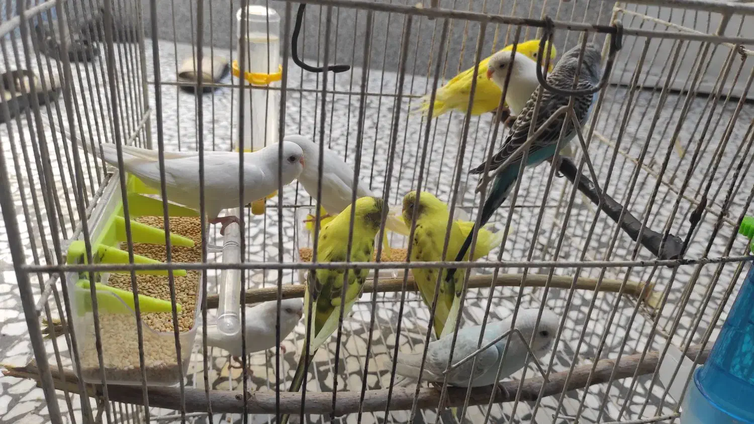 فروش تعدادی مرغ عشق|پرنده|شیراز, محراب|دیوار