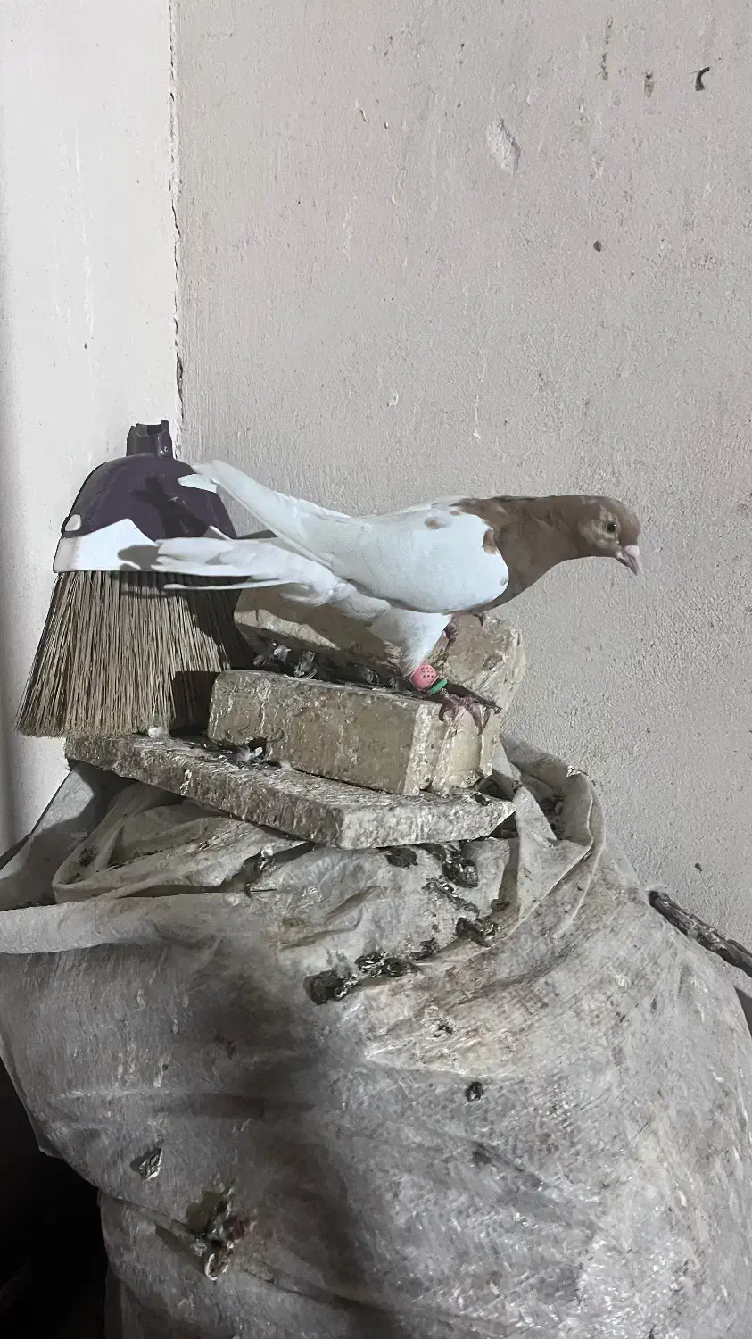 کفتر رنگه|پرنده|مشهد, شهید قربانی|دیوار