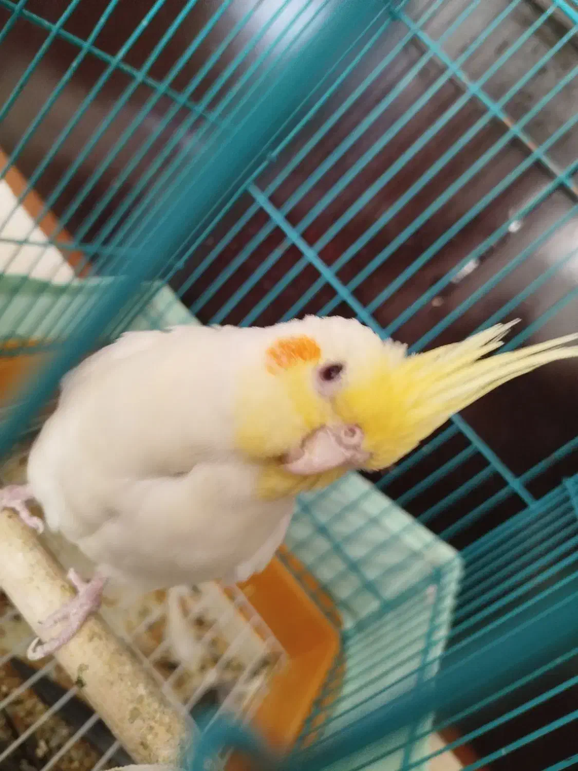 عروس هلندی جفت|پرنده|مهدی شهر, |دیوار