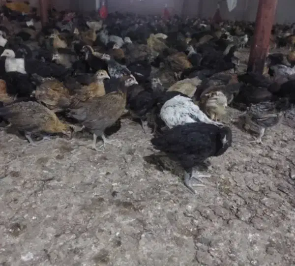 جوجه مرغ و خروس محلی پاسیاه|حیوانات مزرعه|شیراز, رکن‌آباد|دیوار