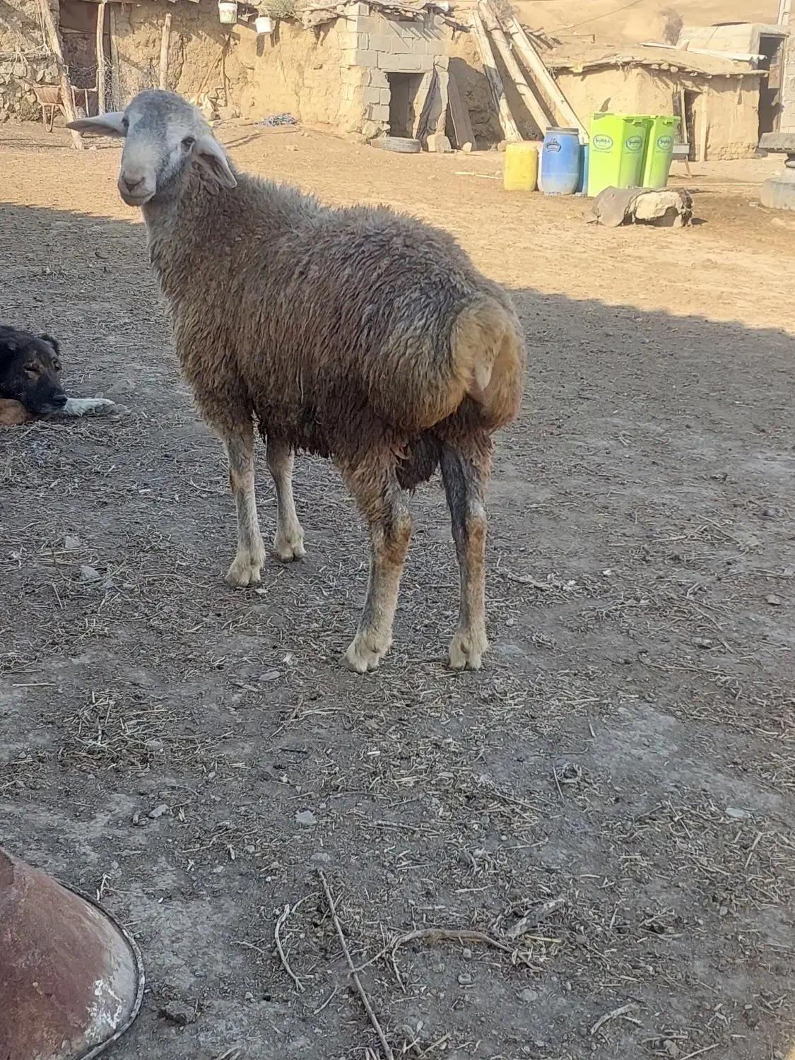 بره قوچ دامازدغ چال|حیوانات مزرعه|انگوت, |دیوار