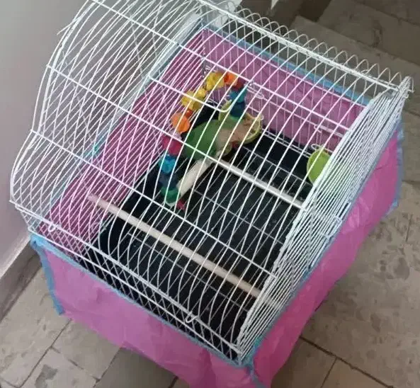 طوطی برزیلی|پرنده|تهران, سلسبیل جنوبی|دیوار