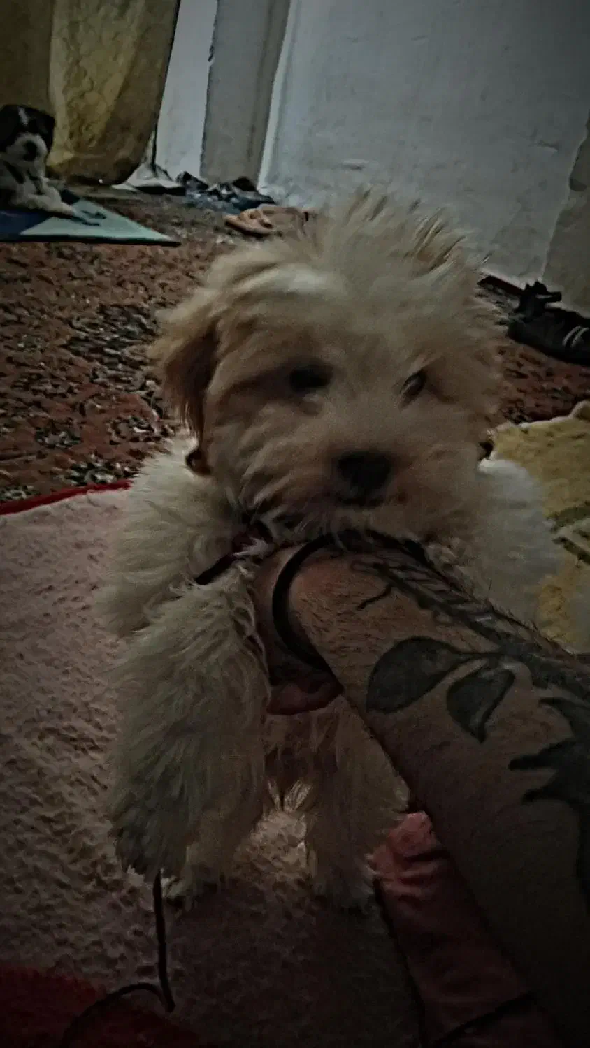 سگ نزاد شیتزو چهار ماهه سرحال بازیگوش|سگ|ایرانشهر, |دیوار