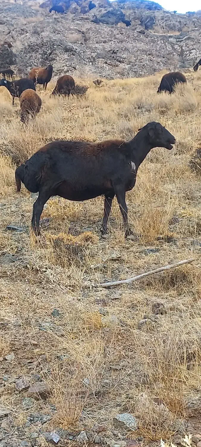 استخدام کارگر برای دامداری|استخدام سرایداری و نظافت|انگوران, |دیوار
