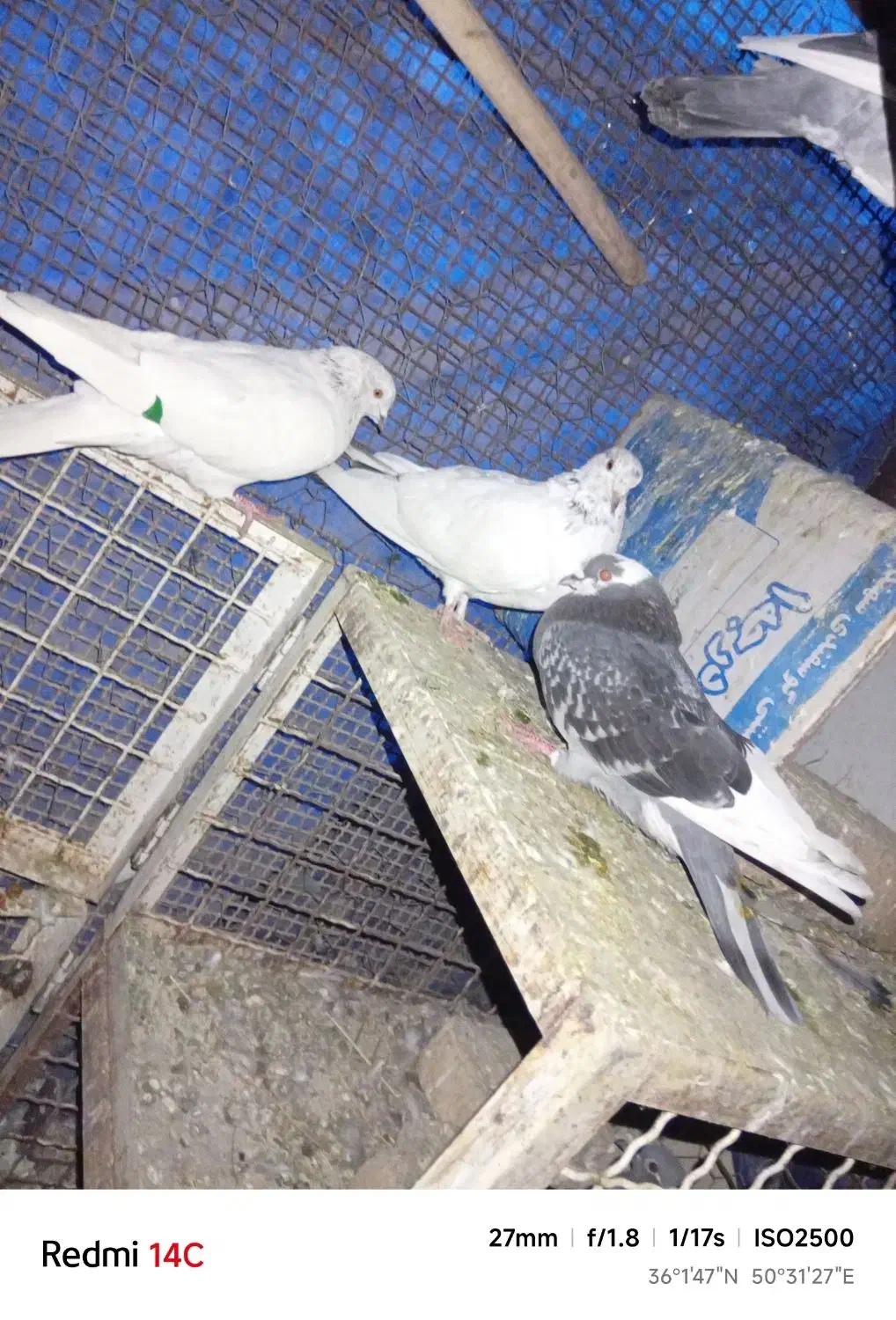 سلام سه عدد تهرانی|حیوانات|نظرآباد, احمد آباد|دیوار