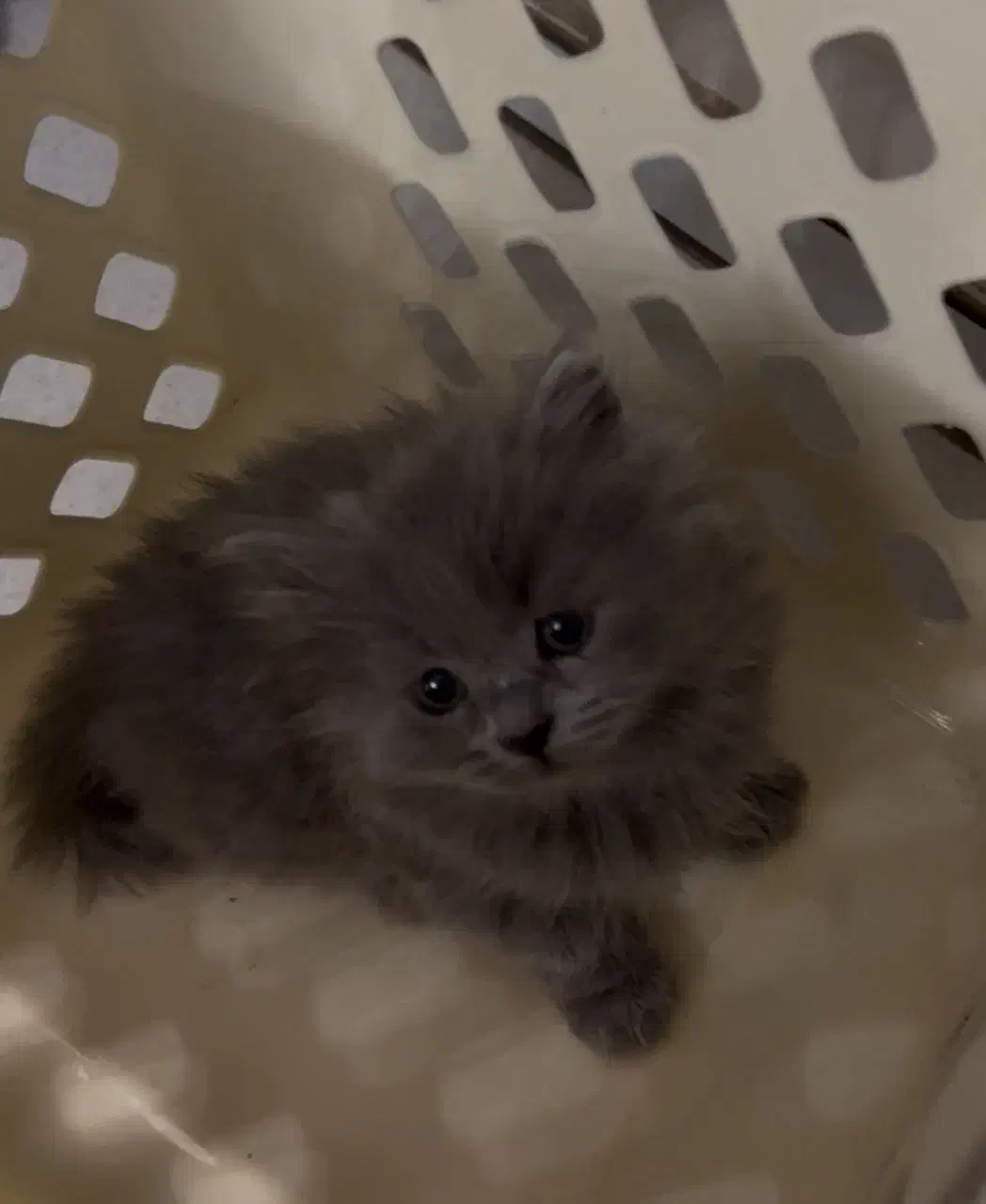 گربه بریتیش|گربه|قزوین, |دیوار