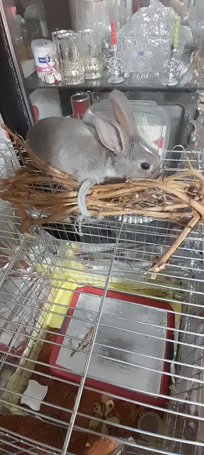 واگذاری بچه خرگوش|موش و خرگوش|قدس, شهر‌قدس|دیوار