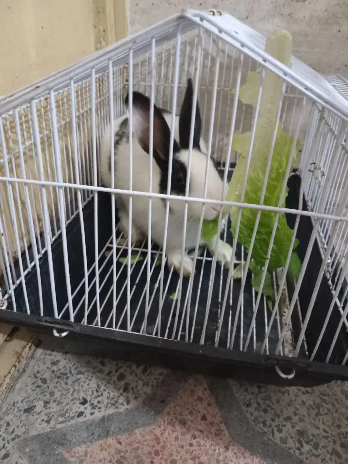 خرگوش|موش و خرگوش|رشت, سلیمانداراب|دیوار