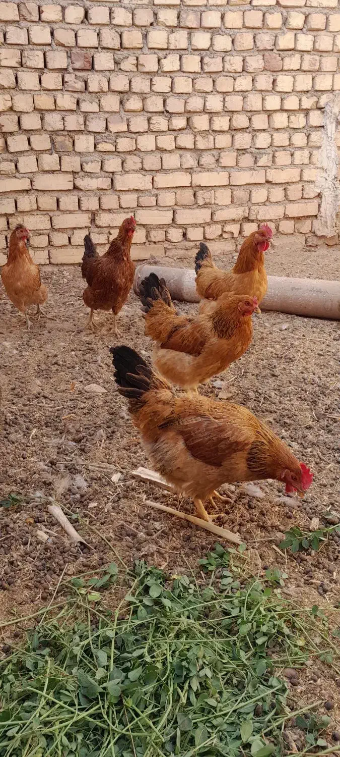 مرغ گلپایگانی جون|حیوانات مزرعه|کاشان, فاز ۲ ناجی آباد|دیوار