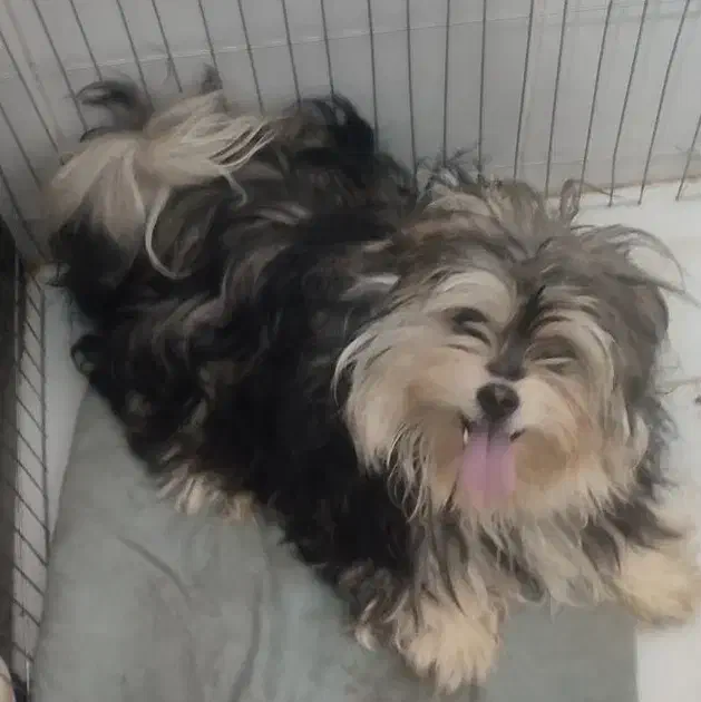 پامرین|سگ|مشهد, نوده|دیوار