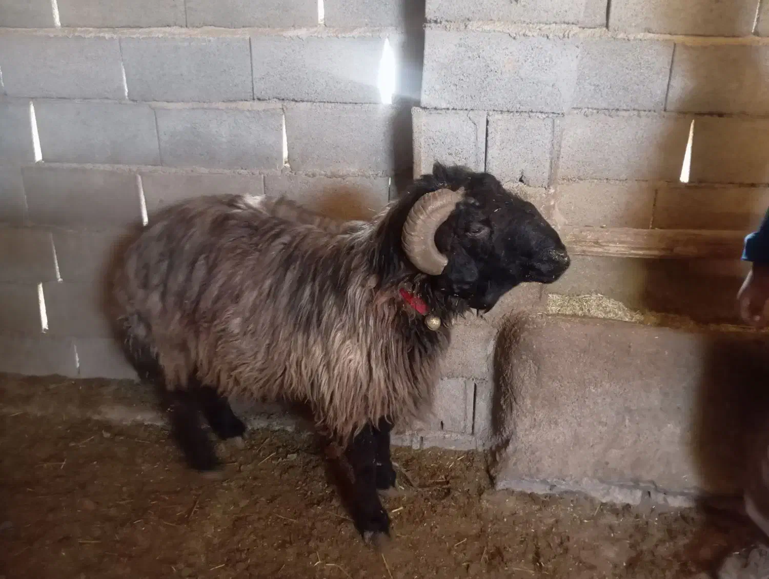 فروش قوچ داشتی|حیوانات مزرعه|منج, |دیوار