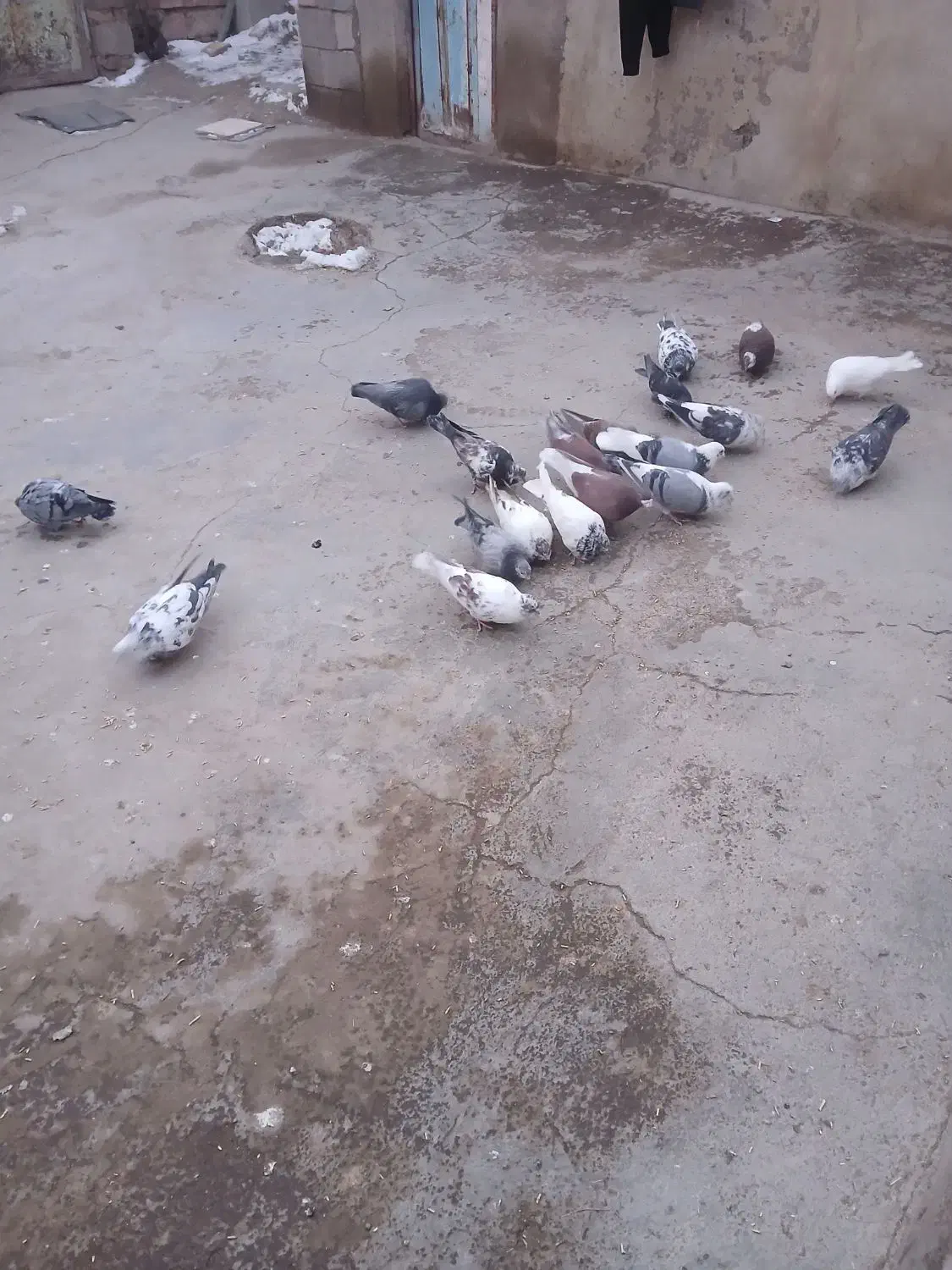 کبوتر پرشی|پرنده|هریس, |دیوار