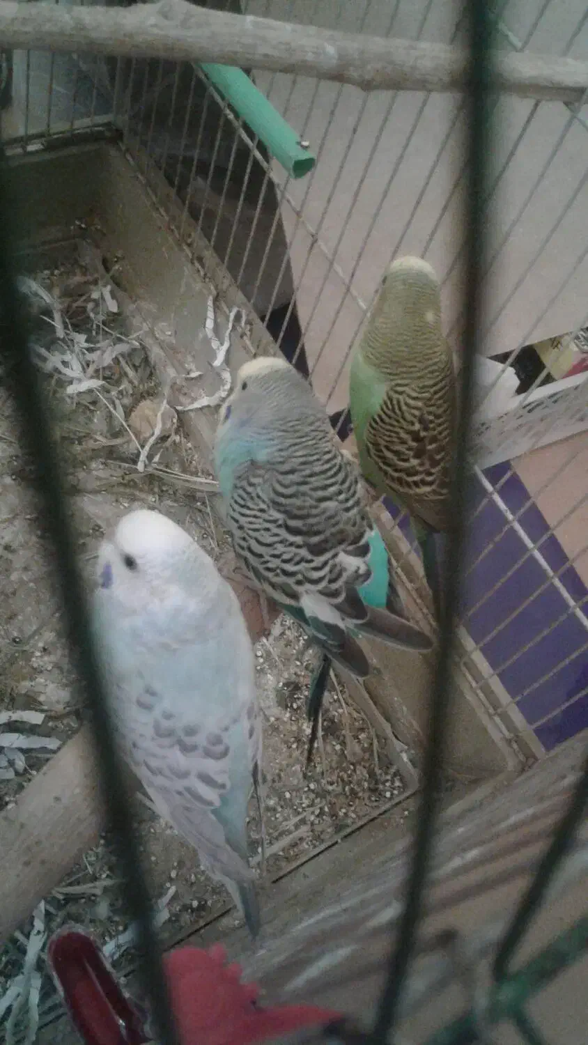 مرغ عشق|پرنده|کرج, عظیمیه|دیوار