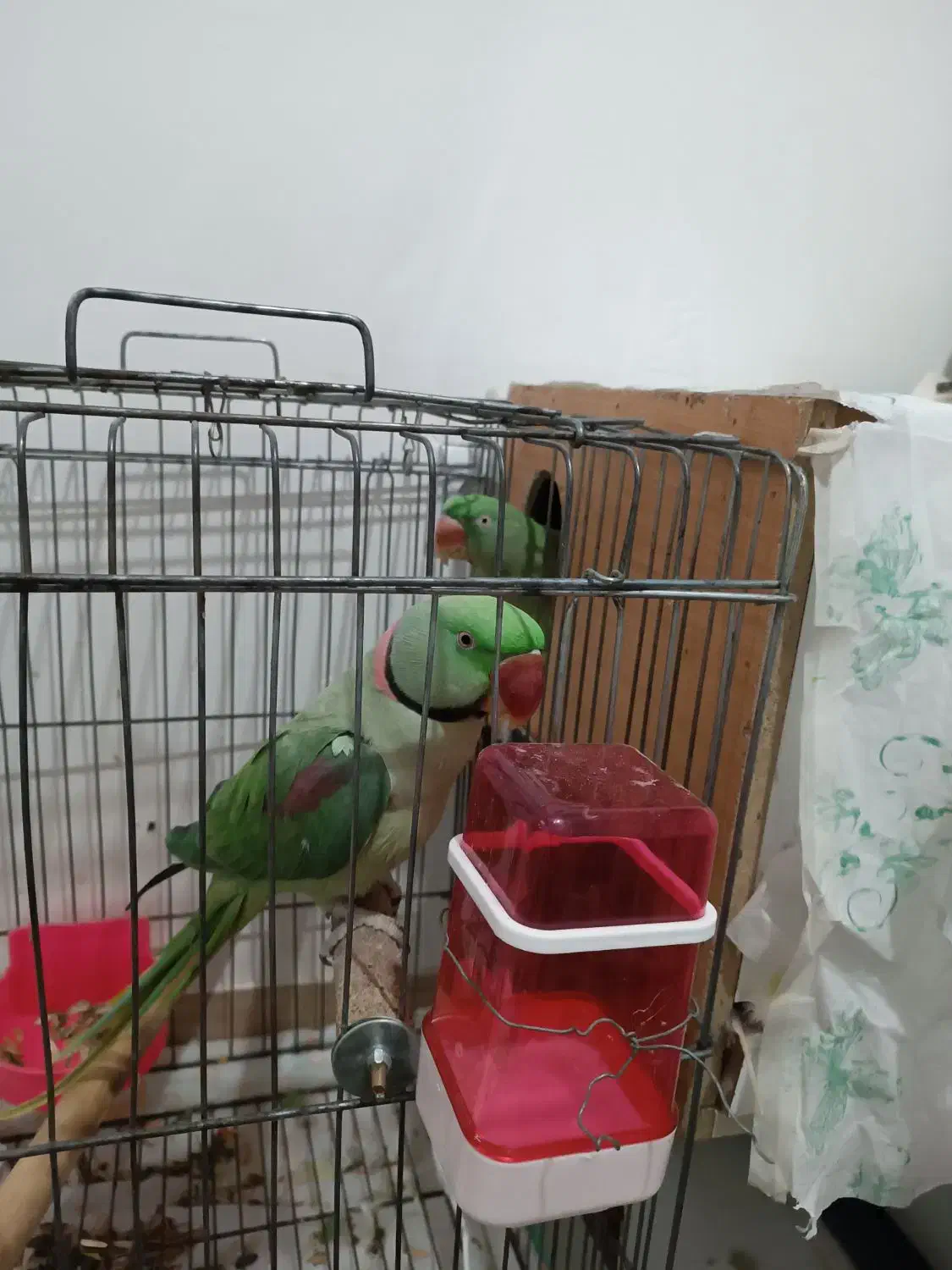 شاه طوطی مولد سخنگو|پرنده|سبزوار, کهنه آب|دیوار