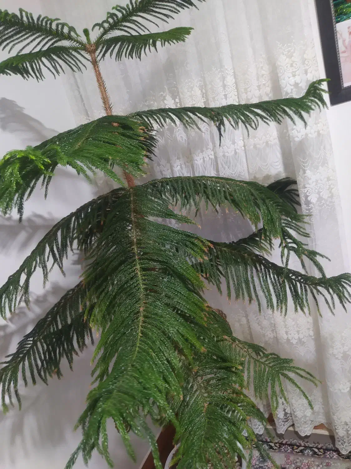 گل کاچ|گل و گیاه طبیعی|دیواندره, |دیوار