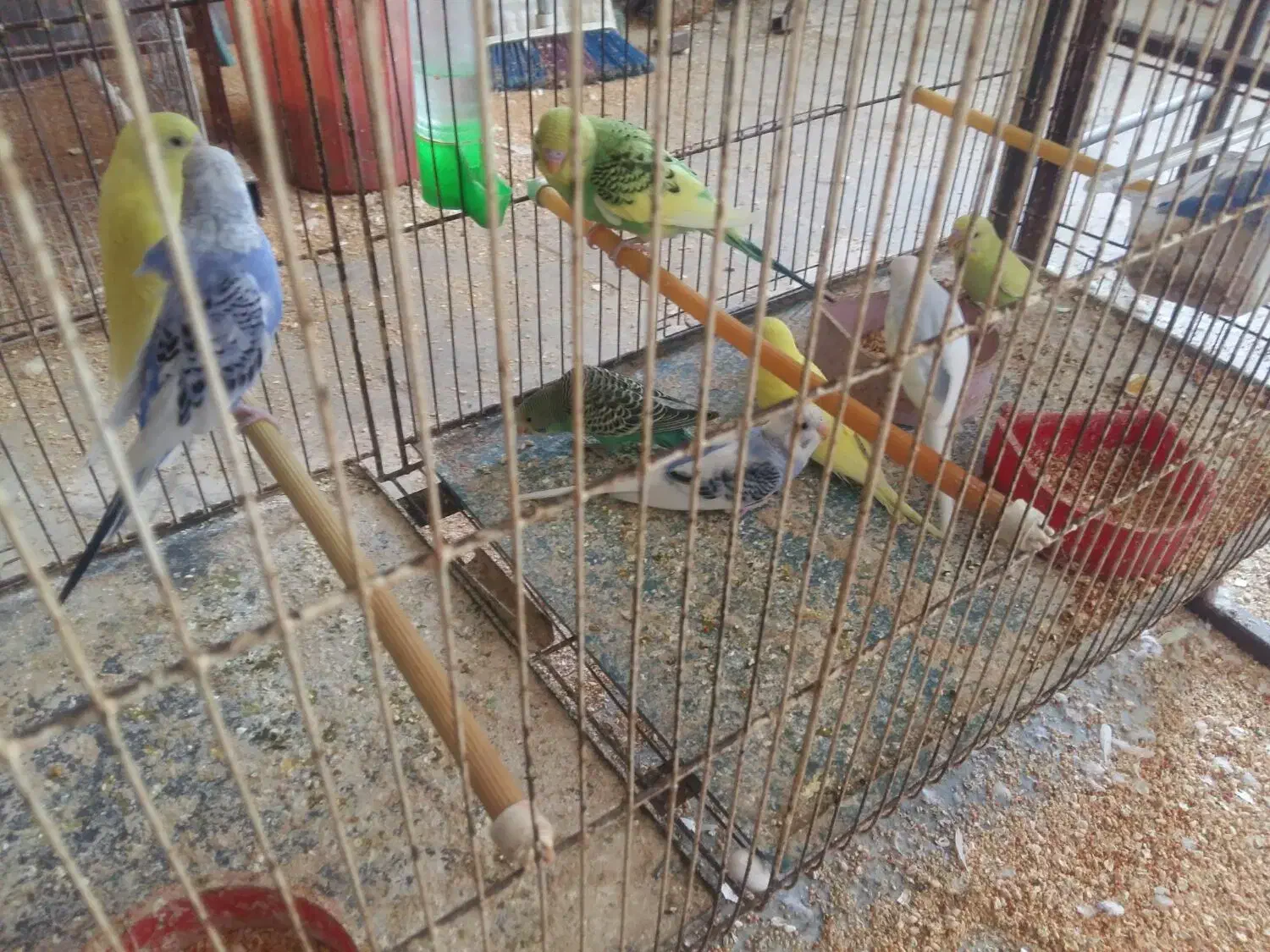 مرغ عشق ۴ یا ۵ ماهه ۸عدد|پرنده|خوی, |دیوار