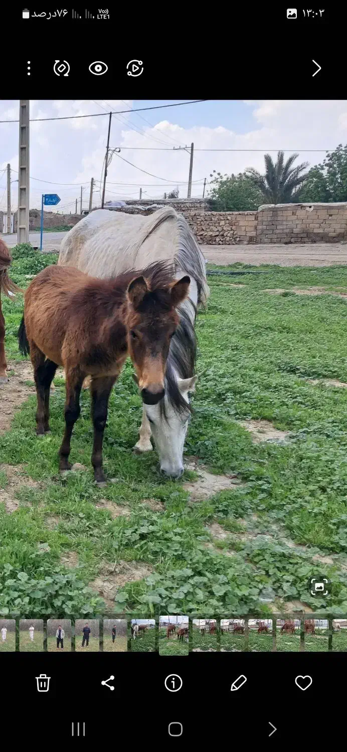 اسب|اسب و تجهیزات اسب‌سواری|سوری, |دیوار