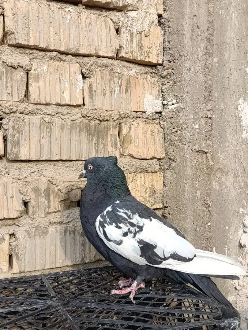 کبوتر سینه سیاه|پرنده|مرودشت, تخت جمشید|دیوار