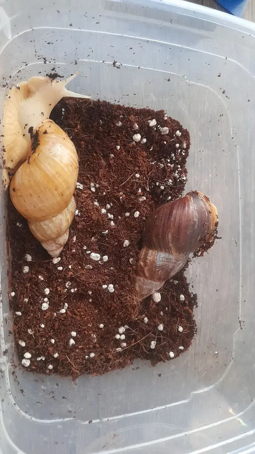 حلزون|خزنده|تهران, زنجان جنوبی|دیوار