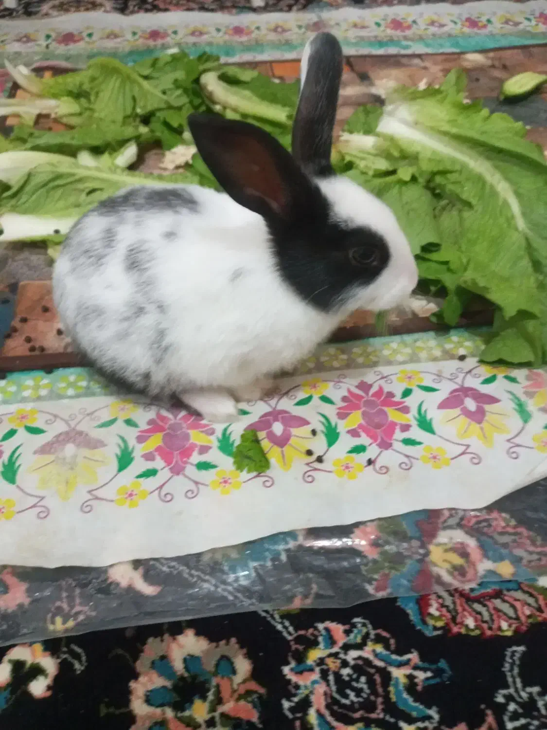 بچه خرگوش|موش و خرگوش|کرمانشاه, |دیوار