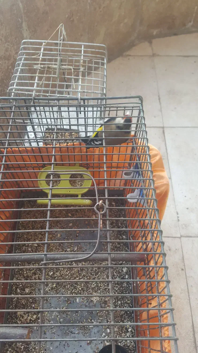 سحره نر|پرنده|شهریار, شهرک وائین|دیوار