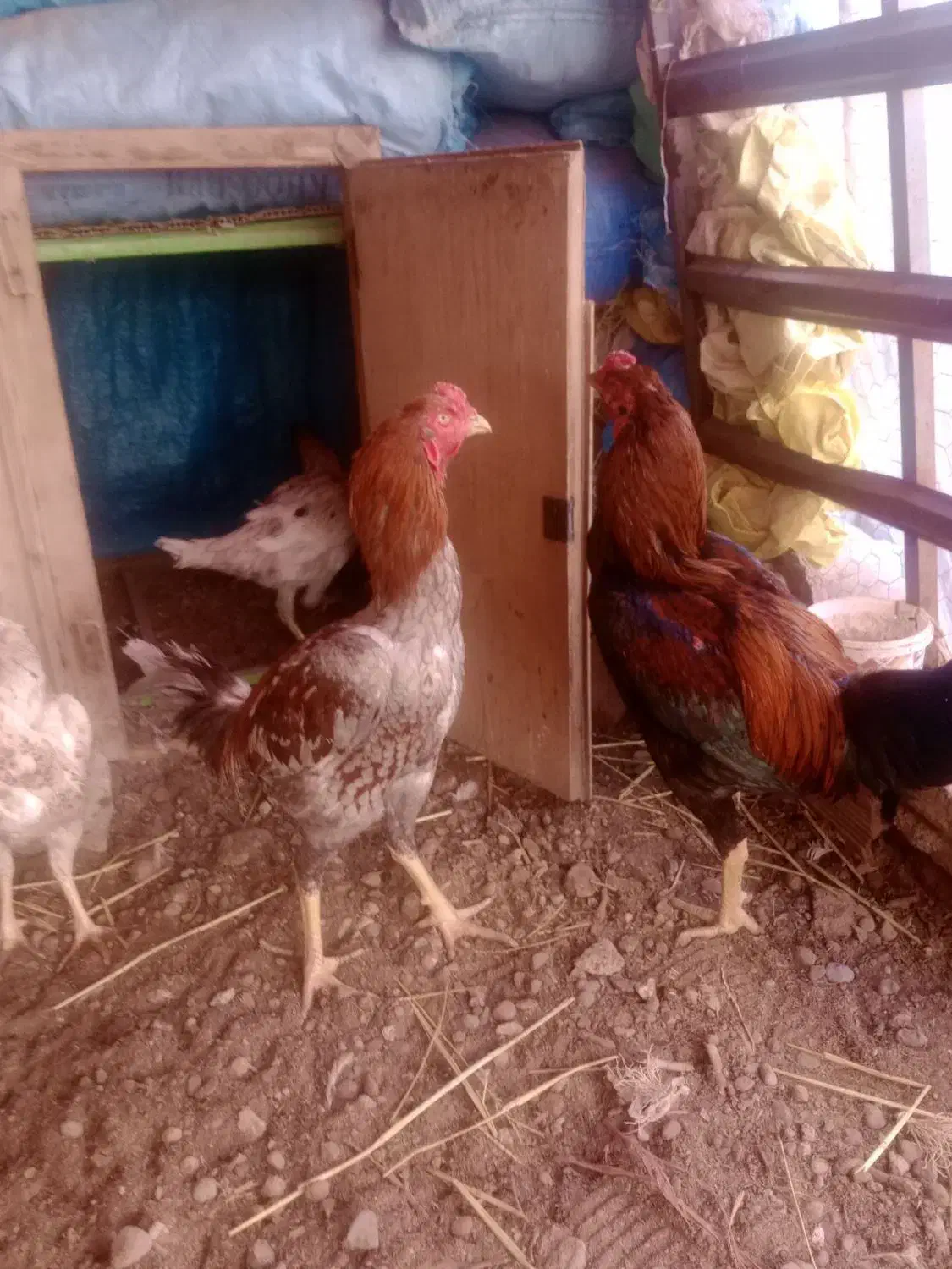 خروس قرمز|حیوانات مزرعه|اردبیل, |دیوار