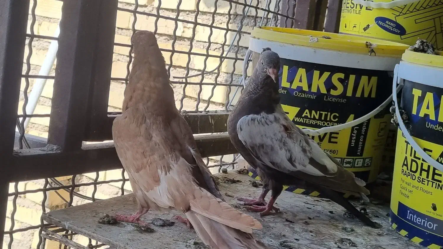 جوجه سینه ای|پرنده|حمیدیه, |دیوار