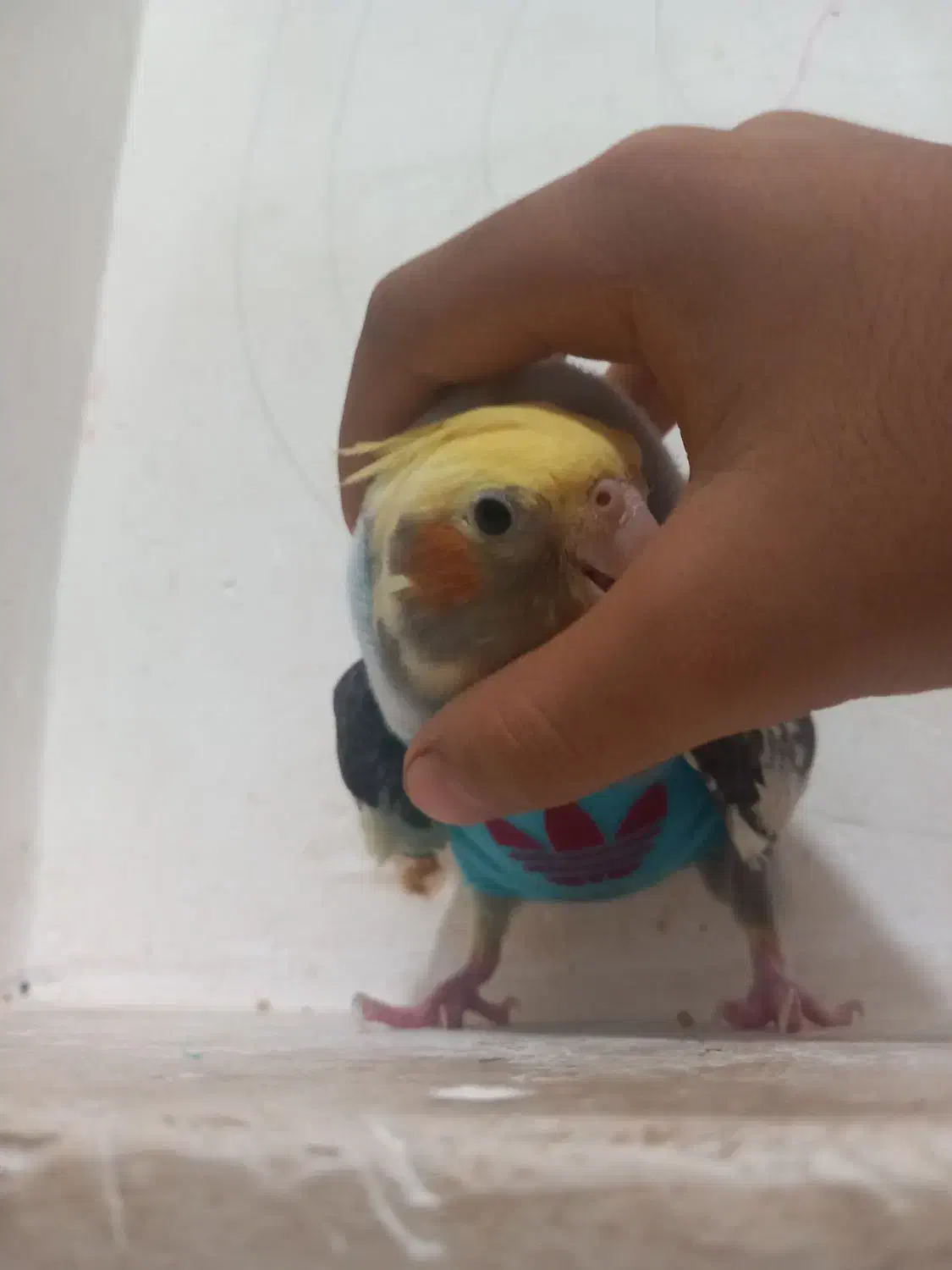 عروس هلندی|پرنده|انبارآلوم, |دیوار