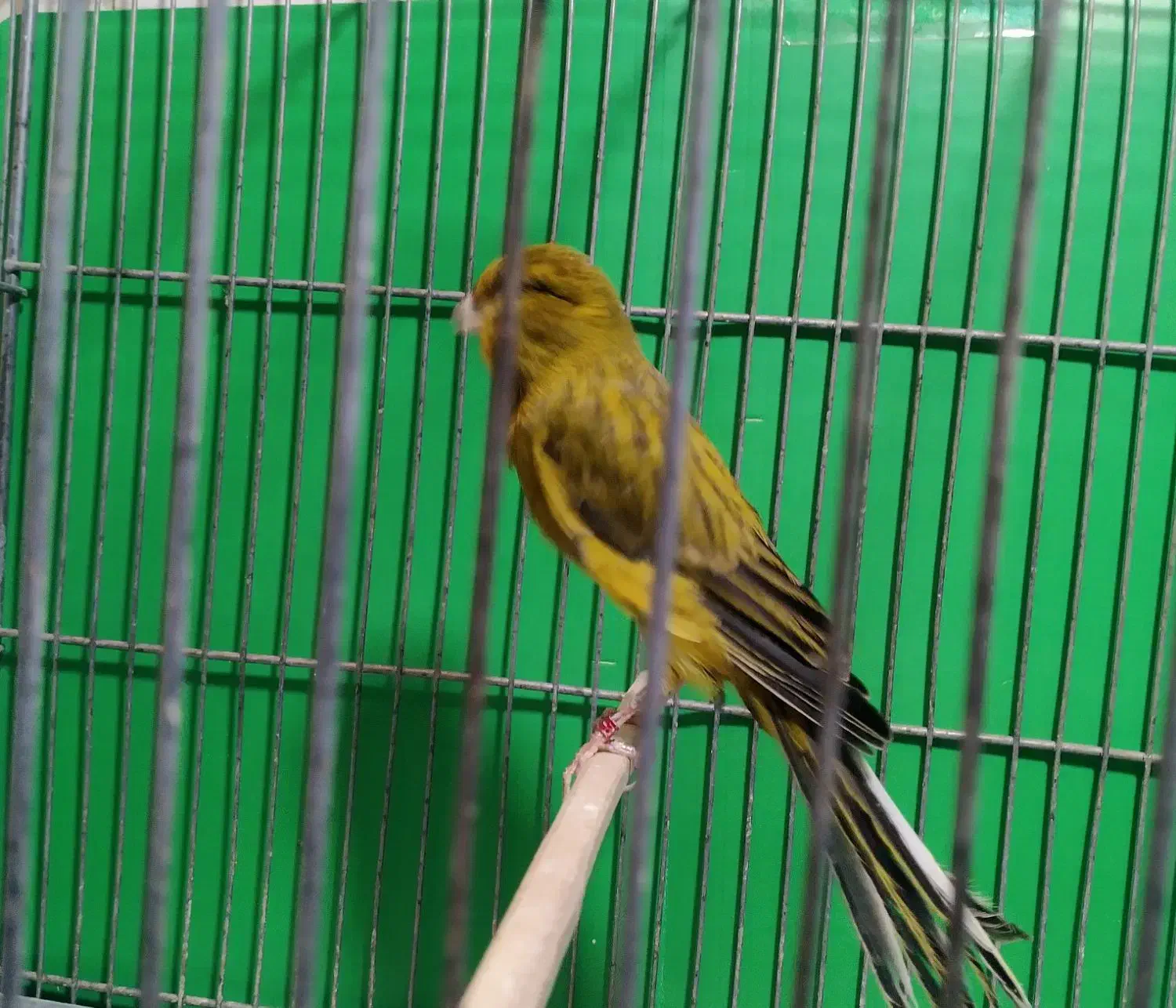 قناری رسمی بلند  وموزایکی نر و ماده آماده جفت|پرنده|اندیشه, شهرک المهدی|دیوار