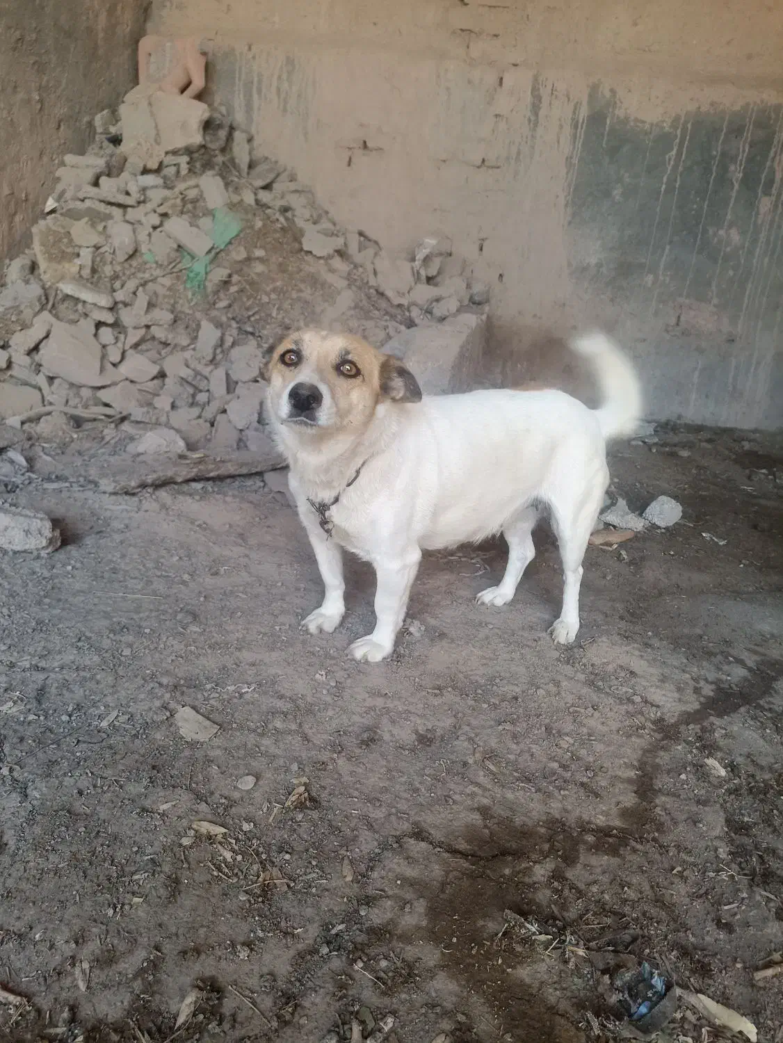 پاکوتاه|سگ|چناران, |دیوار