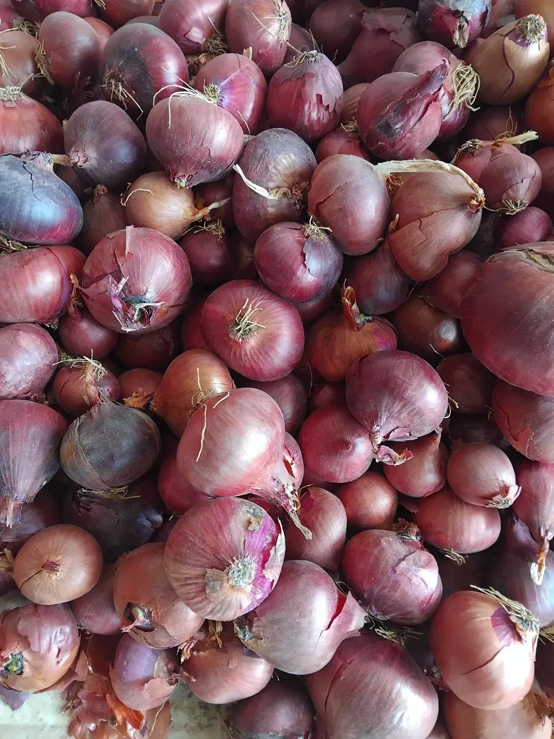 پیاز|خوردنی و آشامیدنی|هرسین, |دیوار