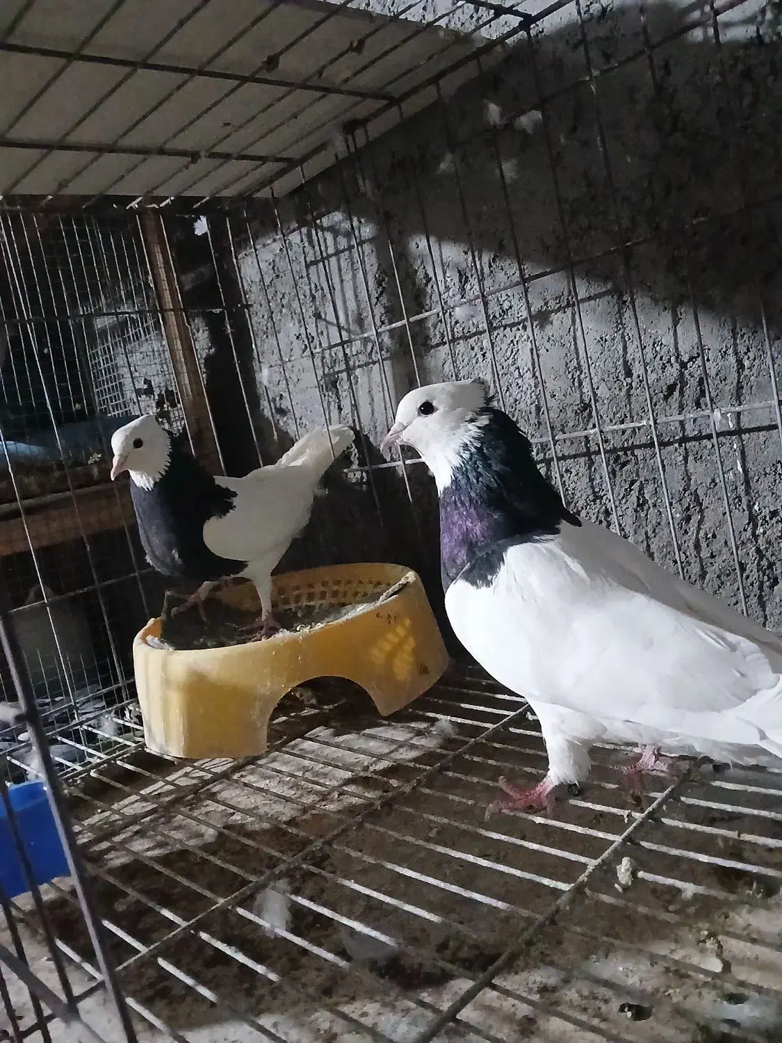 کبوتر|پرنده|بم, |دیوار