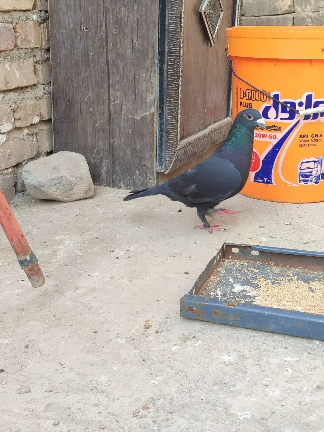 کبوتر۳|پرنده|سراوان, |دیوار