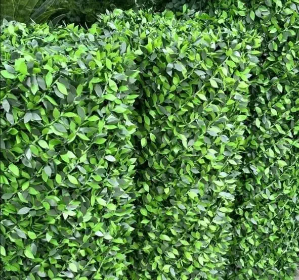 فنس چمنی و برگی به قیمت تولید|خدمات باغبانی و درختکاری|شیراز, جوادیه|دیوار