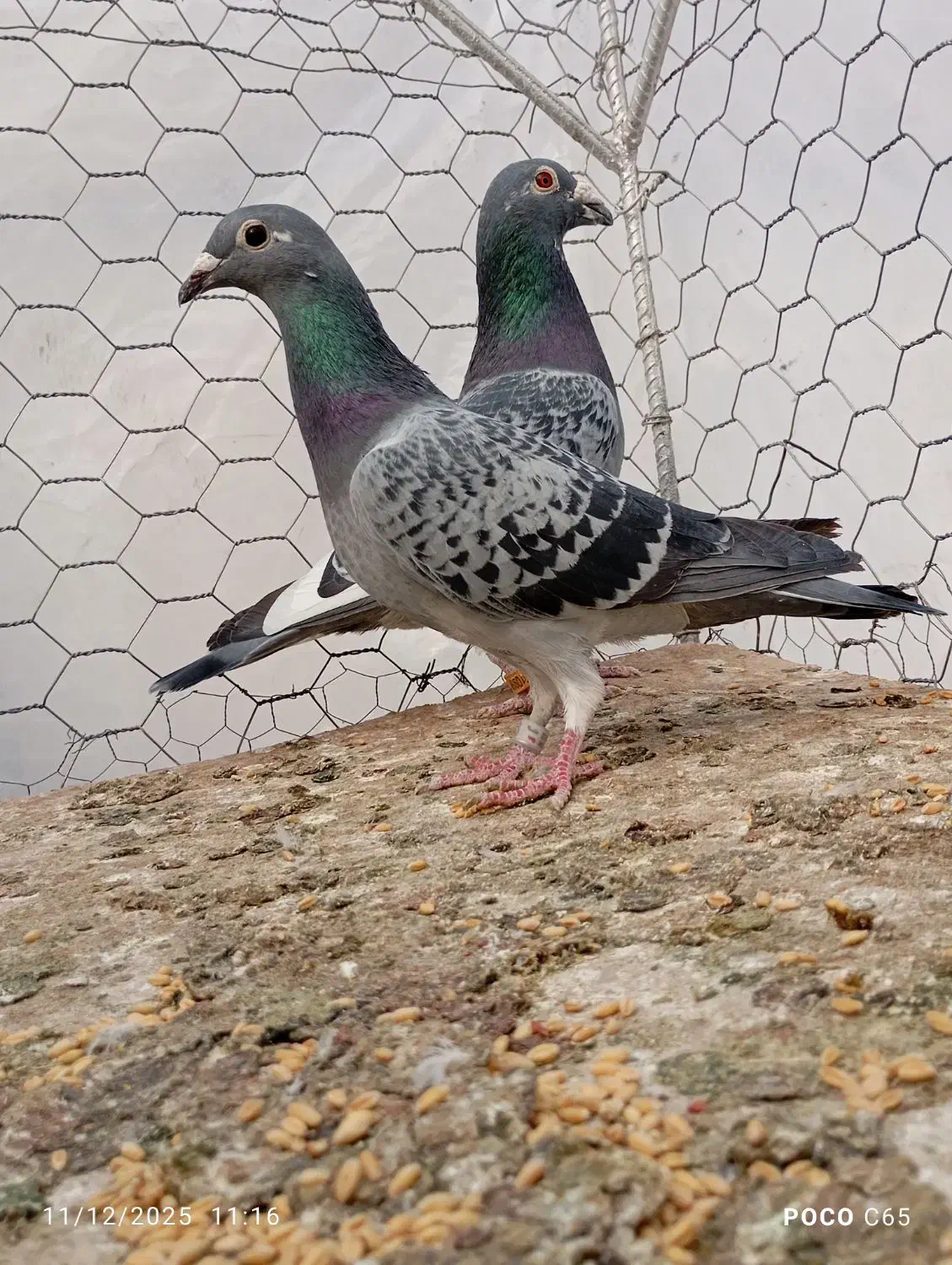 نروماده پولک شاهپر|پرنده|فردوس (خراسان), |دیوار