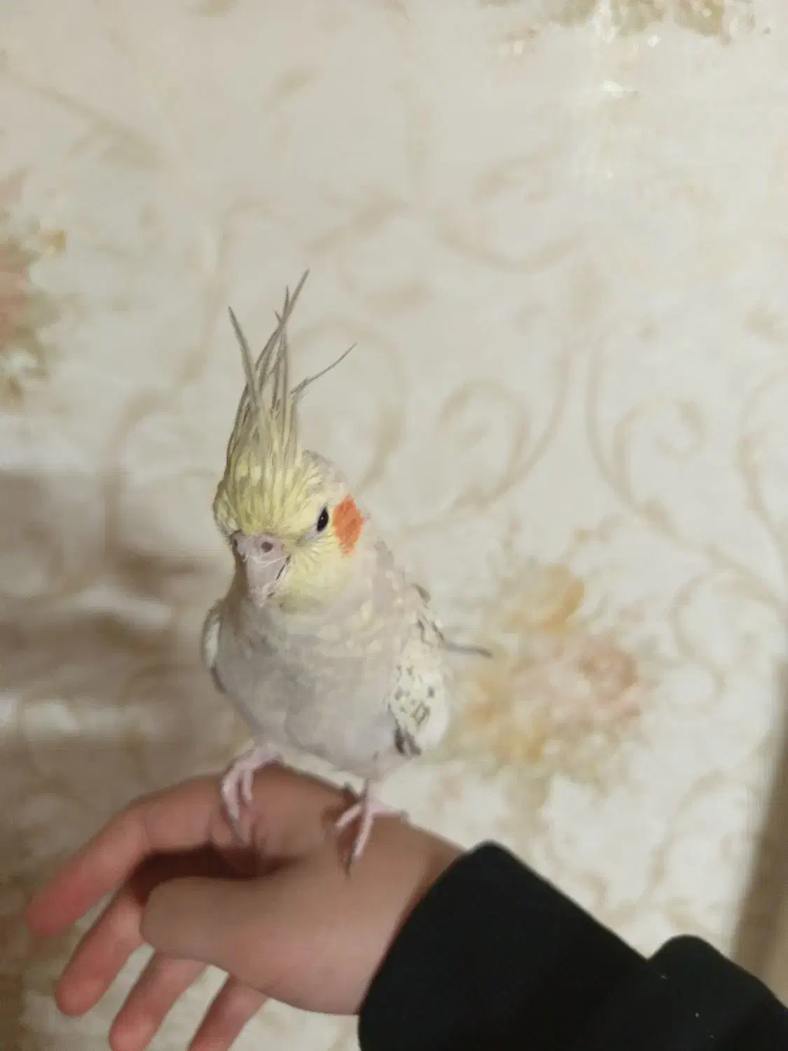 عروس هلندی|پرنده|ری, شهرری|دیوار