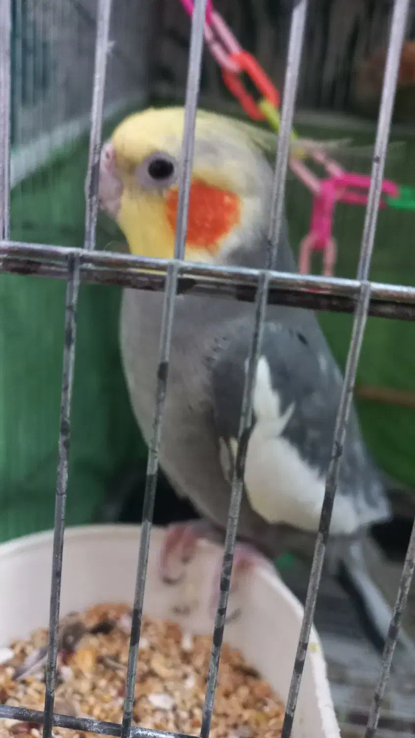 عروس هلندی|پرنده|قم, یخچال قاضی|دیوار